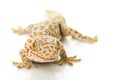 Tokay Gecko Royalty Free Stock Photo