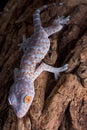 Tokay gecko climbing down tree Royalty Free Stock Photo