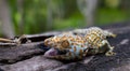 Tokay gecko clings into a tree on blurred background Royalty Free Stock Photo