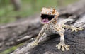 Tokay gecko clings into a tree on blurred background Royalty Free Stock Photo