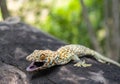 Tokay gecko clings into a tree on blurred background Royalty Free Stock Photo