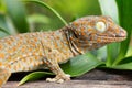Tokay Gecko Royalty Free Stock Photo