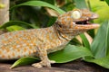 Tokay Gecko Royalty Free Stock Photo
