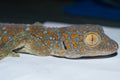 Tokay Gecko Closeup