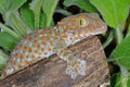 Tokay Gecko Gekko Royalty Free Stock Photo