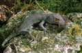 Tokay Gecko, gekko gecko, Adult eating Mouse