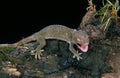 Tokay Gecko, gekko gecko, Adult with Open Mouth, Aggressive Behaviour Royalty Free Stock Photo
