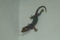 Tokay gecko - Gekko gecko in front of a white background Royalty Free Stock Photo