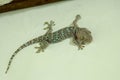 Tokay gecko - Gekko gecko in front of a white background Royalty Free Stock Photo