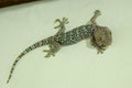 Tokay gecko - Gekko gecko in front of a white background Royalty Free Stock Photo