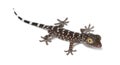 Tokay Gecko, Gekko gecko Royalty Free Stock Photo