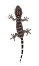 Tokay Gecko, Gekko gecko