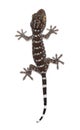 Tokay Gecko, Gekko gecko