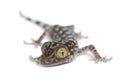 Tokay Gecko, Gekko gecko Royalty Free Stock Photo