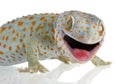 Tokay gecko - Gekko gecko Royalty Free Stock Photo