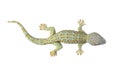 Tokay gecko - Gekko gecko