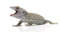 Tokay gecko - Gekko gecko Royalty Free Stock Photo