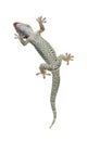 Tokay gecko - Gekko gecko