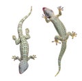 Tokay gecko - Gekko gecko Royalty Free Stock Photo