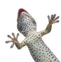 Tokay gecko - Gekko gecko Royalty Free Stock Photo