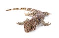 Tokay Gecko, Gekko gecko, against white background