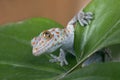 Tokay gecko (Gekko gecko) Royalty Free Stock Photo