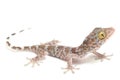 Tokay Gecko Gekko gecko isolated on white Royalty Free Stock Photo