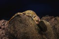 Tokay Gecko - Lizard Royalty Free Stock Photo