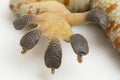 Tokay Gecko Gekko gecko  on white background. Royalty Free Stock Photo