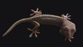 Tokay Gecko Image Royalty Free Stock Photo
