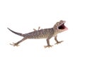 Tokay Gecko isolated on white background Royalty Free Stock Photo