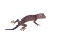 Tokay Gecko isolated on white background Royalty Free Stock Photo