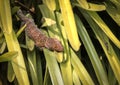 tokay gecko Royalty Free Stock Photo