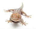Tokay Gecko Thailand Royalty Free Stock Photo