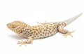 Tokay Gecko Thailand Royalty Free Stock Photo