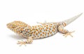 Tokay Gecko Thailand Royalty Free Stock Photo