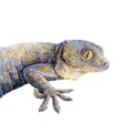 Tokay gecko watercolor illustration. Hand drawn realistic tropical cute spotted lizard side view. Tokay gecko jungle