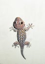 Tokay gecko on the white wall Royalty Free Stock Photo