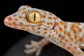 Tokeh Gekko gecko