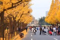 Tokyo autumn Icho Namiki Avenue