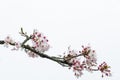 Tokyo cherry Prunus Yedoensis Royalty Free Stock Photo