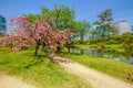 Tokyo garden Hanami