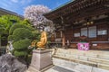 Cherry blossoms and cloud shaped Niwaki tree in Buddhist Togakuji temple.