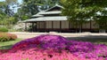 TOKYO, JAPAN - APRIL, 10, 2018: close up of suwano-chayo in the east garden of the imperial palace, tokyo