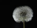 Closeup of parachute ball of dandelion on black background Royalty Free Stock Photo