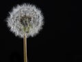 Dandelion puff or parachute ball on black background Royalty Free Stock Photo