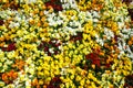 Flower carpet of pansies. Royalty Free Stock Photo