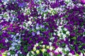 Flower carpet of pansies. Royalty Free Stock Photo