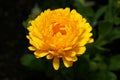 Isolated Marigold in the night Royalty Free Stock Photo