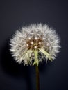 Isolated parachute ball on black background Royalty Free Stock Photo